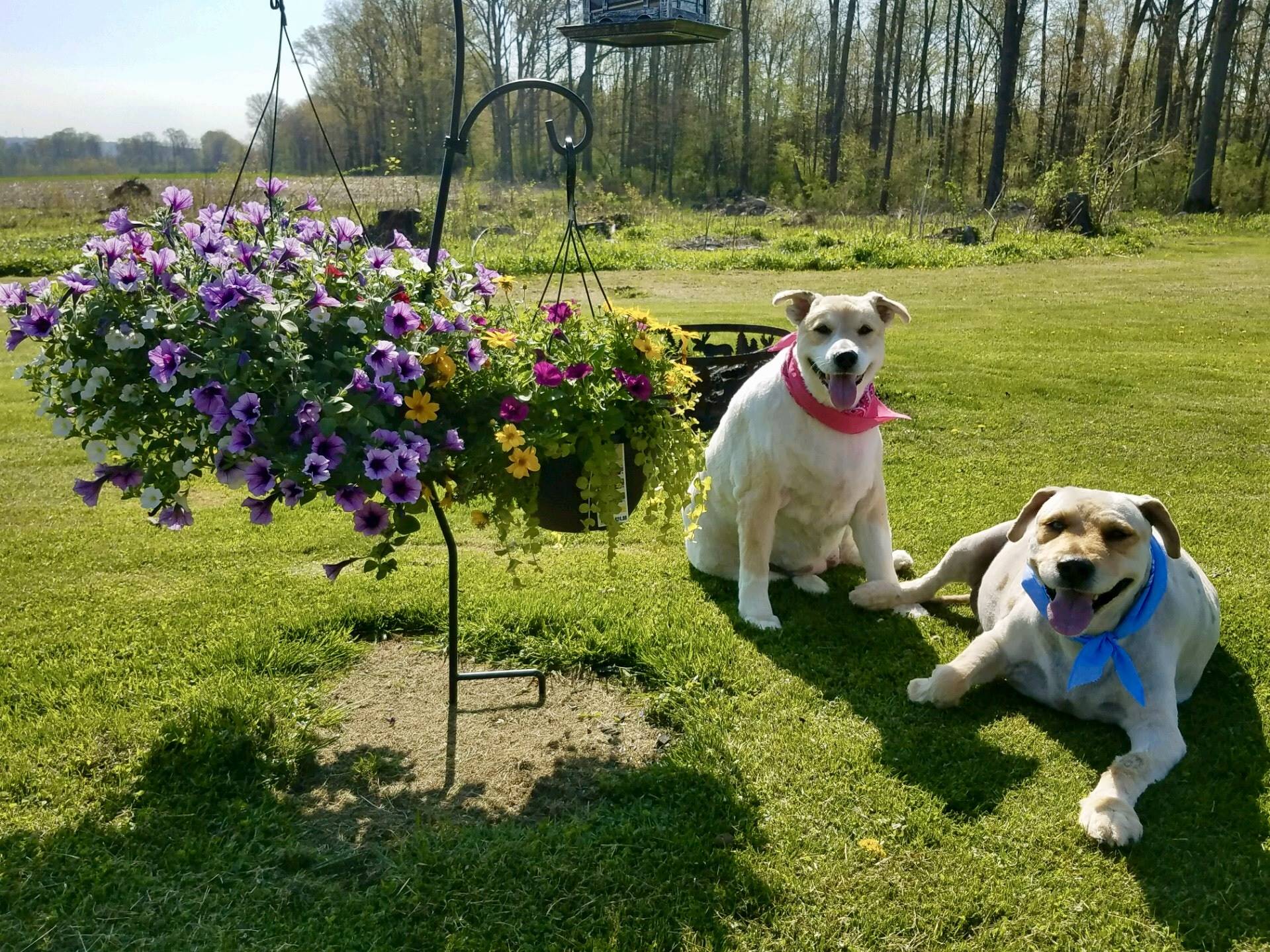 Our pups Bear and Abby