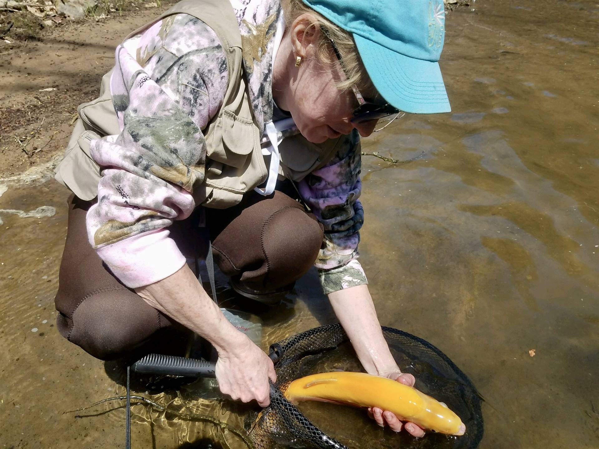 Caught a palomino trout